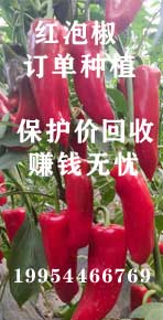 红泡椒保护价回收订单种植